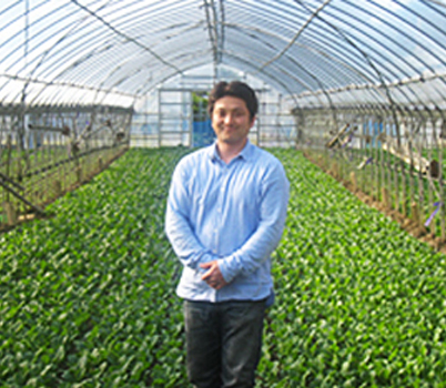 小松菜素材の商品